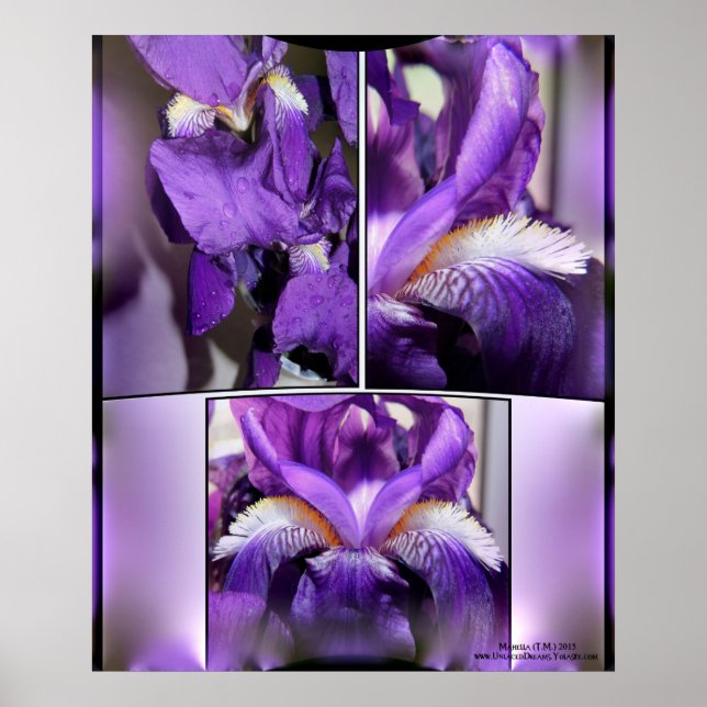 Póster Purple Iris (Frente)