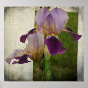 Poster Purple Iris