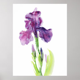 Poster Purple Iris in Light Watercolor