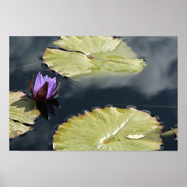 Poster Purple Lily (Frente)