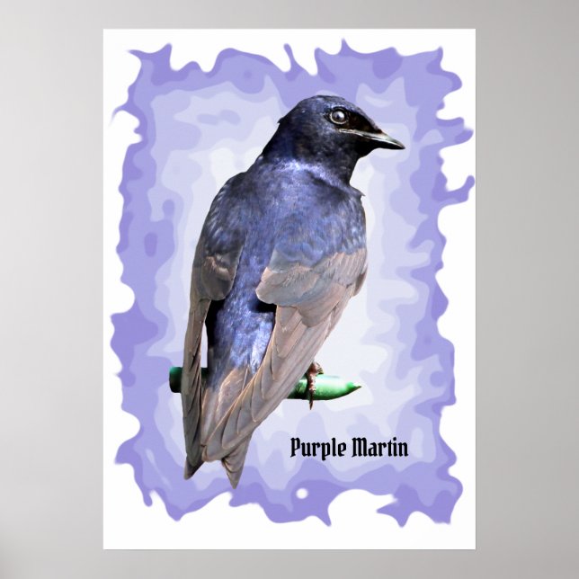 Poster Purple Martin (Frente)