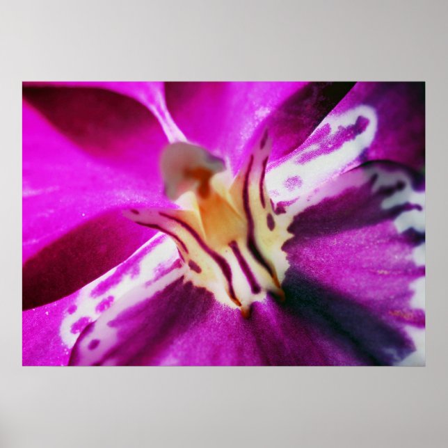 Póster Purple Orchid (Frente)