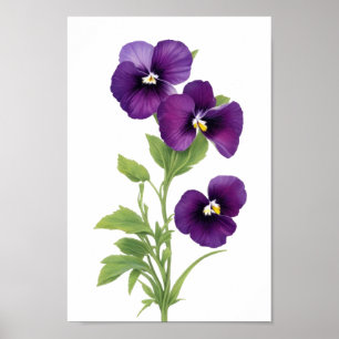 Poster Purple Pansy