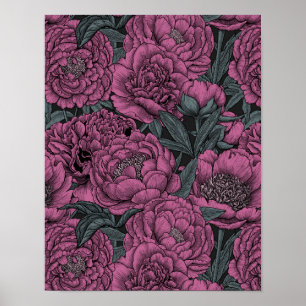 Poster Purple peony flowers