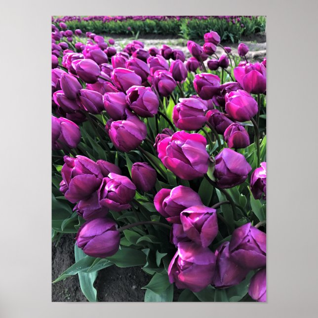 Póster Purple Prince Tulips (Frente)