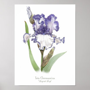 Poster Purple Ruffled Iris Original Art Print