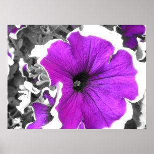 Poster Purple Tinted Black and White Petunias