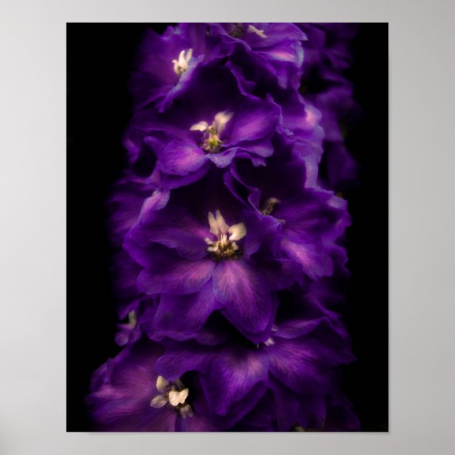 Póster Purple Vintage Delphinium (Frente)
