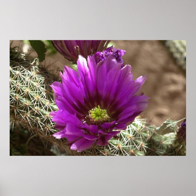 Poster Púrpura (Frente)