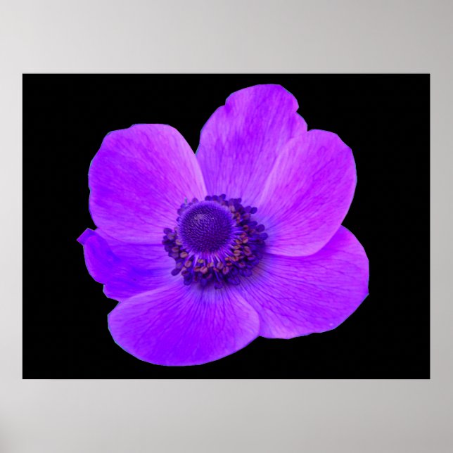 Póster Púrpura Anemone Postyer (Frente)
