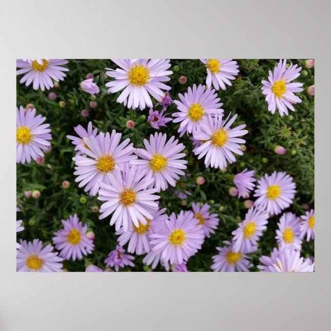 Póster púrpura clara (Frente)