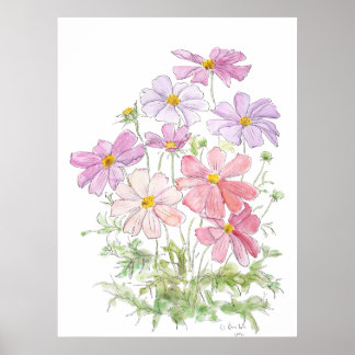 Poster púrpura e rosa pintada à mão flores de cosmos cor-