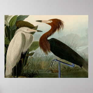 Poster Púrpura Heron Audubon Bird Willife Painting