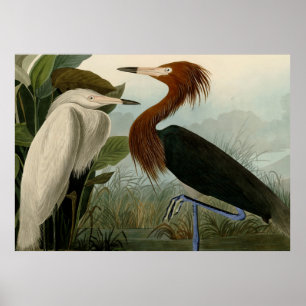 Poster Púrpura Heron Audubon Bird Willife Painting