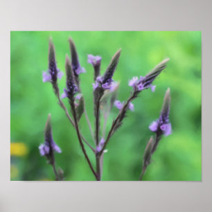 Poster Púrpura Vervain Wildflower Photo Painting