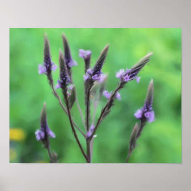 Poster Púrpura Vervain Wildflower Photo Painting (Frente)