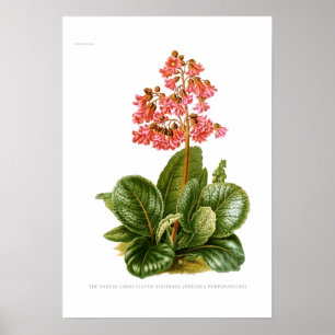 Poster Purpurascens de Megasea (saxifrage roxo)