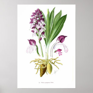 Póster Purpurea de Orchis