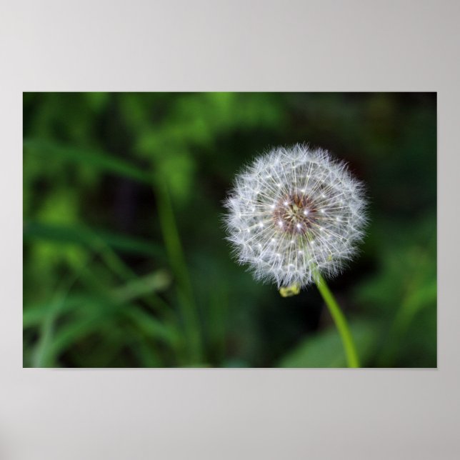 Poster Pusteblume (Frente)
