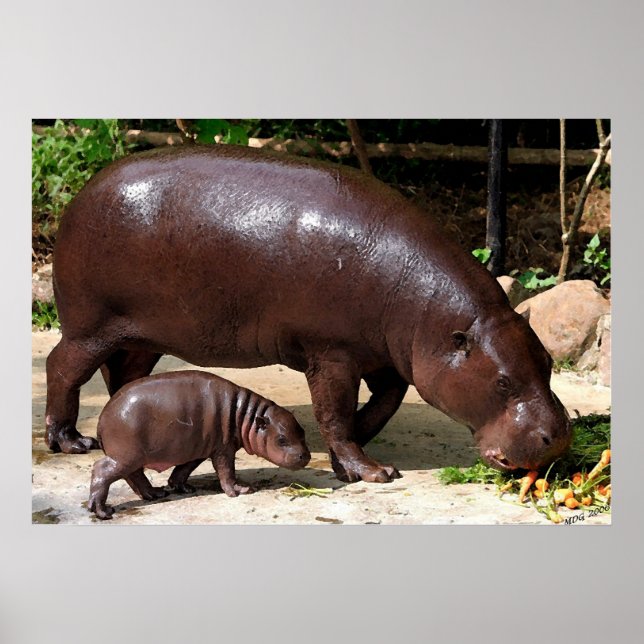 Póster Pygmy Hippo Pair Hippopotamus Retrato (Frente)