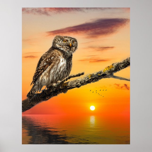 Poster Pygmy Owl (Frente)