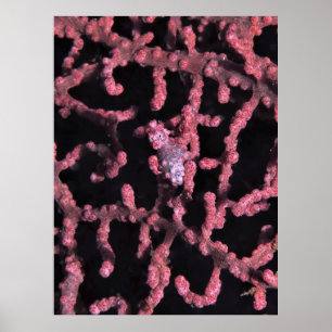 Poster Pygmy Seacavalo