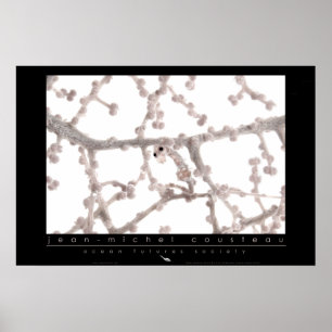 Póster Pygmy SeaPoster