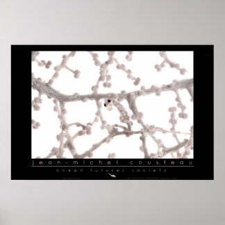 Póster Pygmy SeaPoster