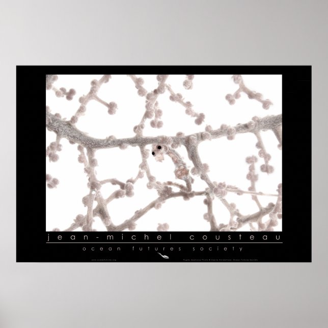 Póster Pygmy SeaPoster (Frente)