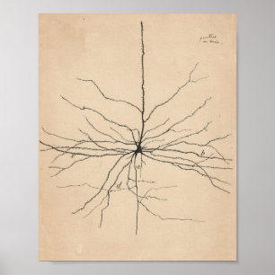 Poster Pyramida Neuron Desenho Por Santiago Ramón Y Caja