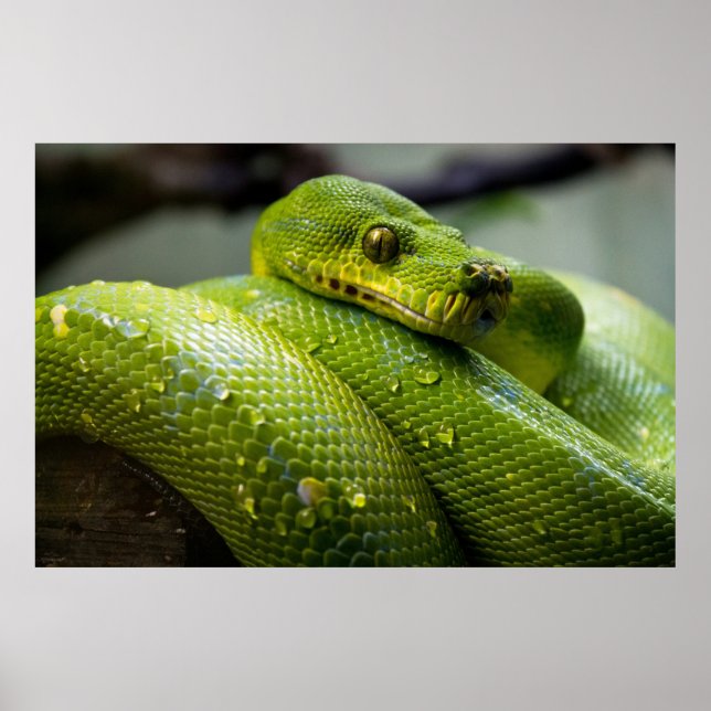 Poster Python (Frente)