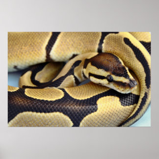 Póster Python 3 da esfera amarela e preta