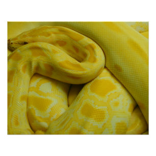 Póster Python Amarelo birmanês