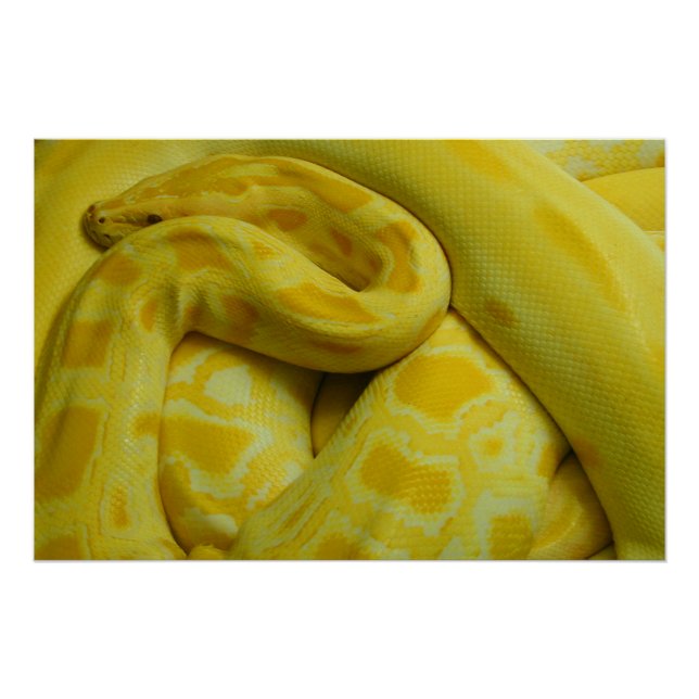Póster Python Amarelo birmanês (Frente)