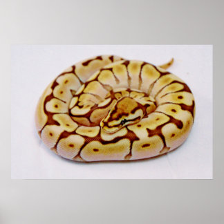 Poster Python Ball Amarelo Muito Fechado