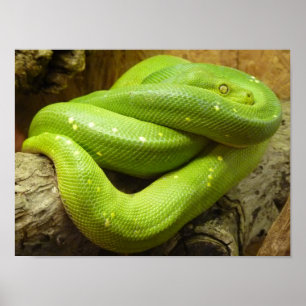 Póster Python verde