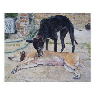 Póster quadro artístico cênico de cães grayhound num q