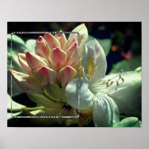 Poster Quadro de Flores Branco Azalea Adicionar Sua Foto