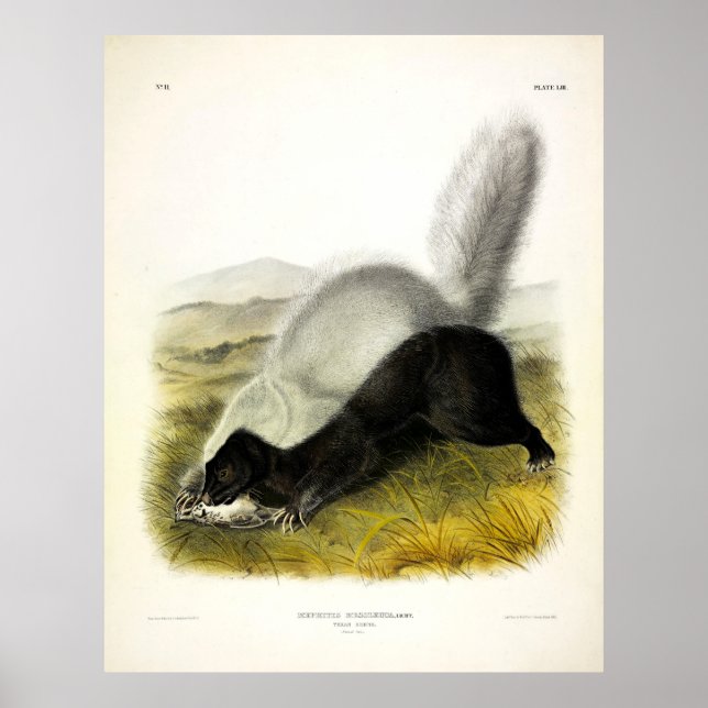 Poster Quadrupedes de Audubon com nariz de porco (tronco  (Frente)