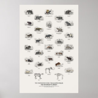 Poster Quadrupedes de Pele Grossa - Biblioteca do Natural