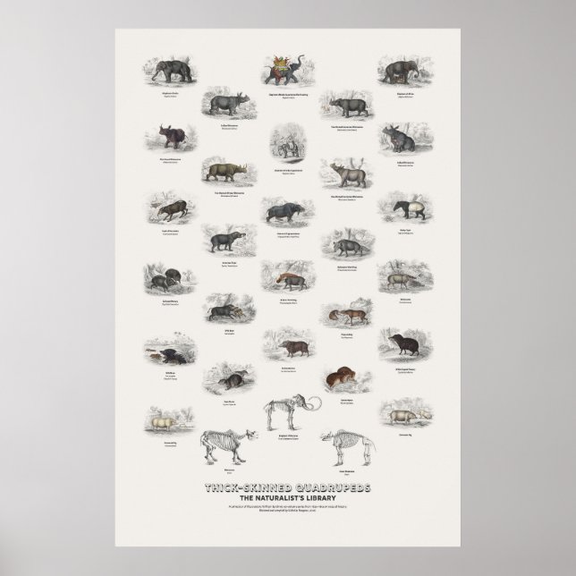 Poster Quadrupedes de Pele Grossa - Biblioteca do Natural (Frente)