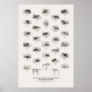 Poster Quadrupedes de Pele Grossa - Biblioteca do Natural