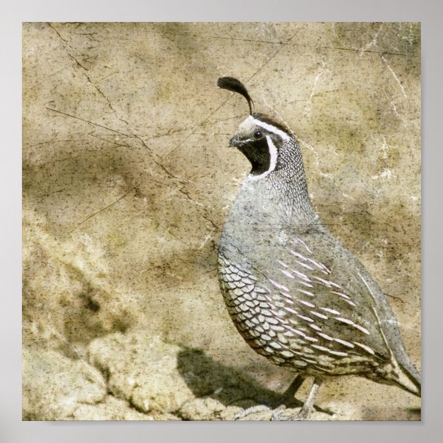 Poster Quail (Frente)