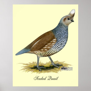 Póster Quail escalável