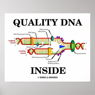 Póster Qualidade do DNA Dentro (Replicação do DNA)