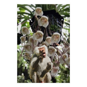 Póster Quando a natureza copia a natureza.