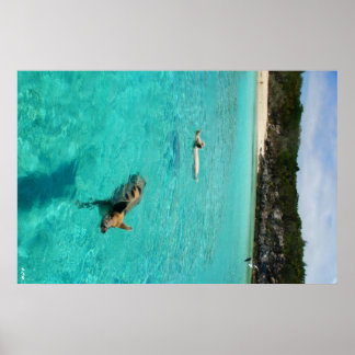 Póster Quando os porcos são Natações