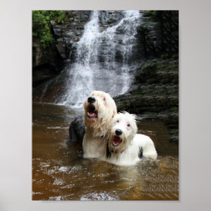 Póster Quando velhos os Sheepdogs ingleses vão nadar!