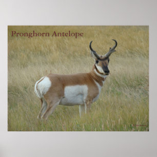 Póster Quantia choruda do antílope de A1 Pronghorn