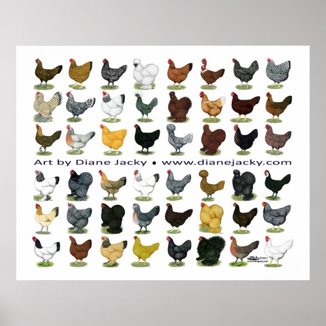 Poster Quarenta e oito Hen Promo (Frente)